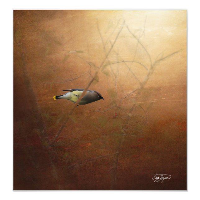 Foto Winter Waxwing Photographic Art - Frame It! (Frente)