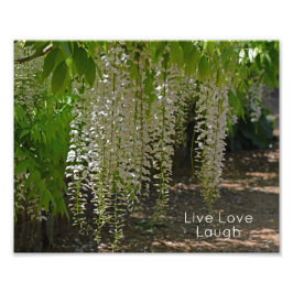 Foto Wisteria White Garden Flores viven la risa del amo