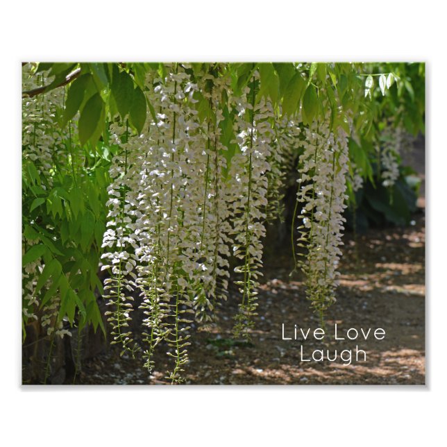 Foto Wisteria White Garden Flores viven la risa del amo (Frente)