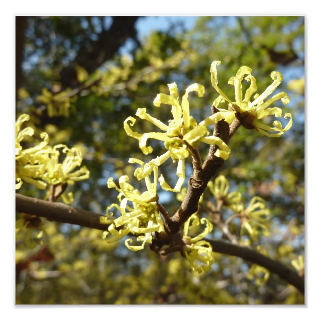 Foto Witch Hazel Flowers (Frente)