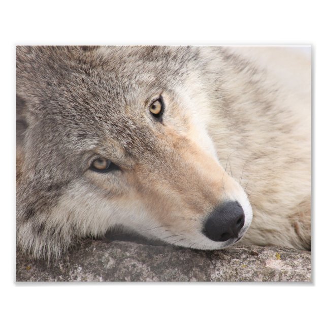 Foto Wolf Eyes - Lobo de la Madera (Frente)