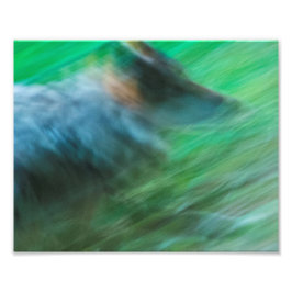Foto Wolf Speed 10" x 8", Papel fotográfico Kodak Pro (