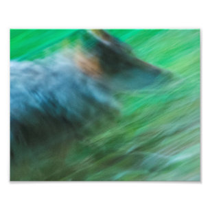 Foto Wolf Speed 10" x 8", Papel fotográfico Kodak Pro (