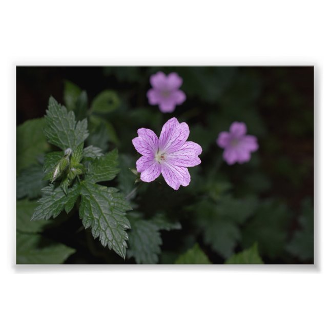 Foto Wood Cranesbill (Frente)