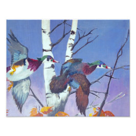 Foto Wood Ducks Flying