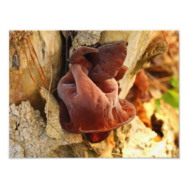 Foto Wood Ear Mushroom (Frente)