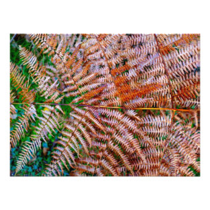 Foto Woodland Ferns