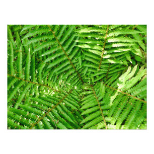 Foto Woodland Ferns