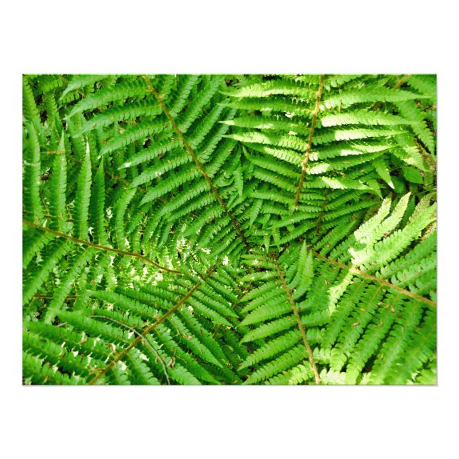 Foto Woodland Ferns (Frente)