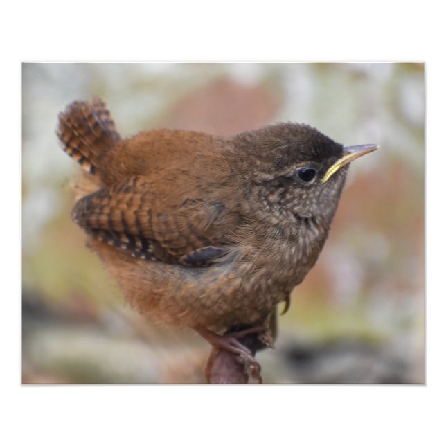 Foto Wren (Frente)