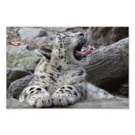 Foto Yawning Snow Leopard Cub