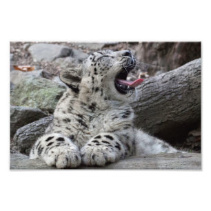 Foto Yawning Snow Leopard Cub