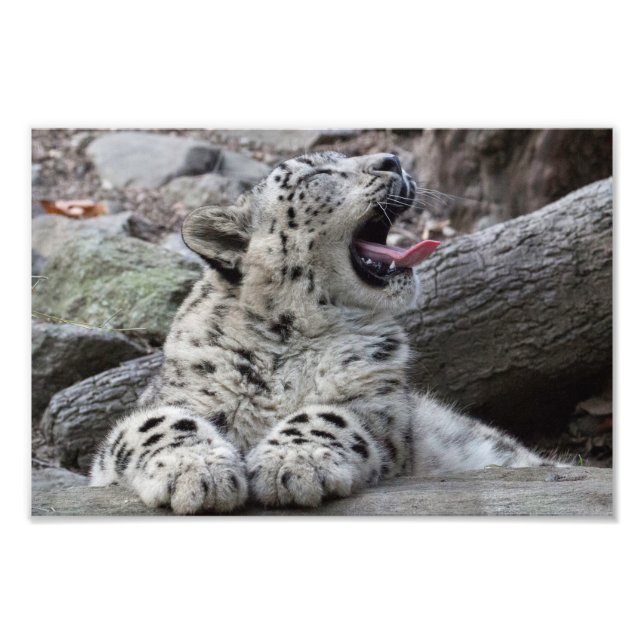 Foto Yawning Snow Leopard Cub (Frente)