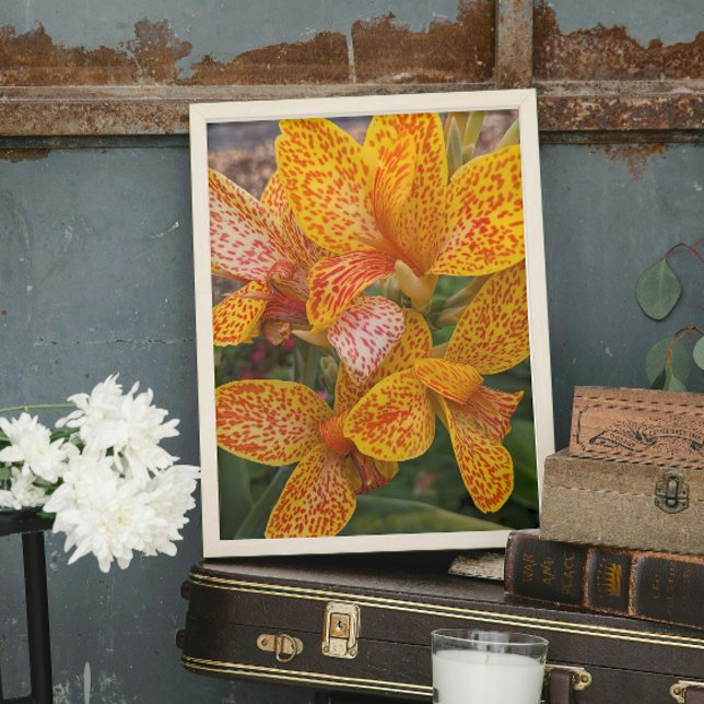 Foto Yellow Canna Lily with Red Speckles Floral (In Situ (Framed))
