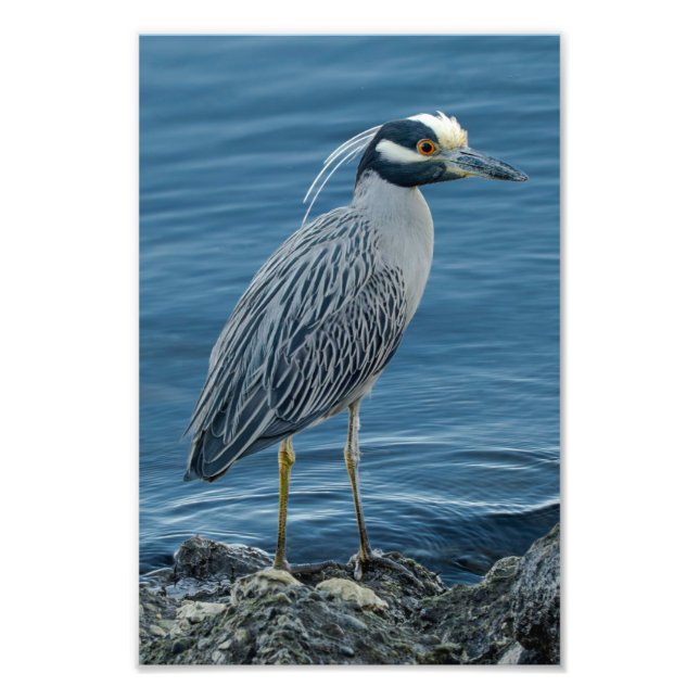 Foto Yellow-Crowned Night Heron (Frente)