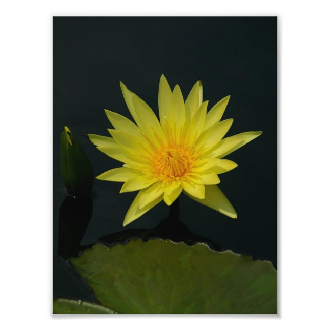 Foto Yellow Lotus Waterlily (Frente)