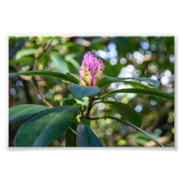Foto Yema de flor de rododendro