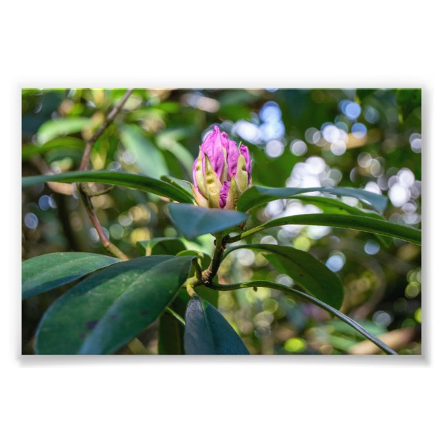Foto Yema de flor de rododendro (Frente)