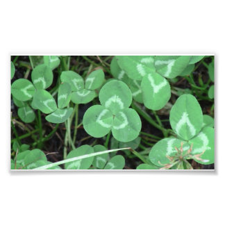 Foto Yolly Bolly California Flora Planta Botany Biota