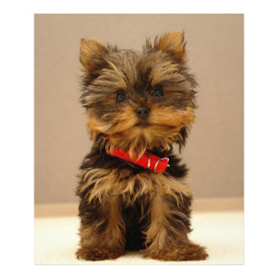 Foto Yorkshire Terrier