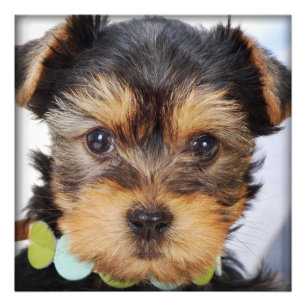 Foto Yorkshire Terrier Puppy