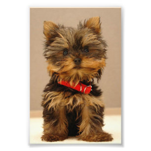 Foto Yorkshire Terrier Puppy