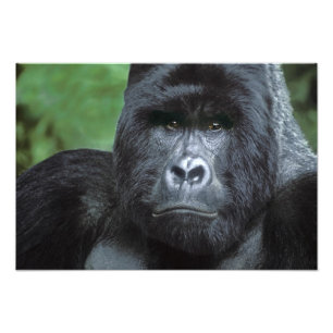 Foto Zaire, Parque Nacional Virungas. Retrato de