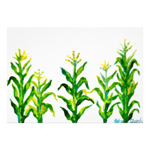 Foto Zea mays