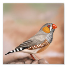 Zebra Finch Bird Nature Wall Art