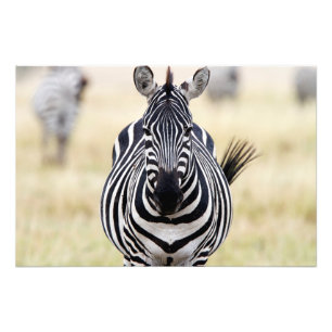 Foto Zebra mirándote