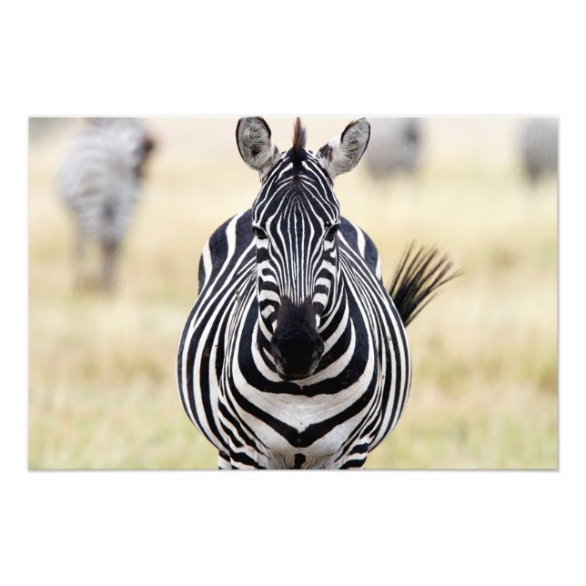 Foto Zebra mirándote (Frente)