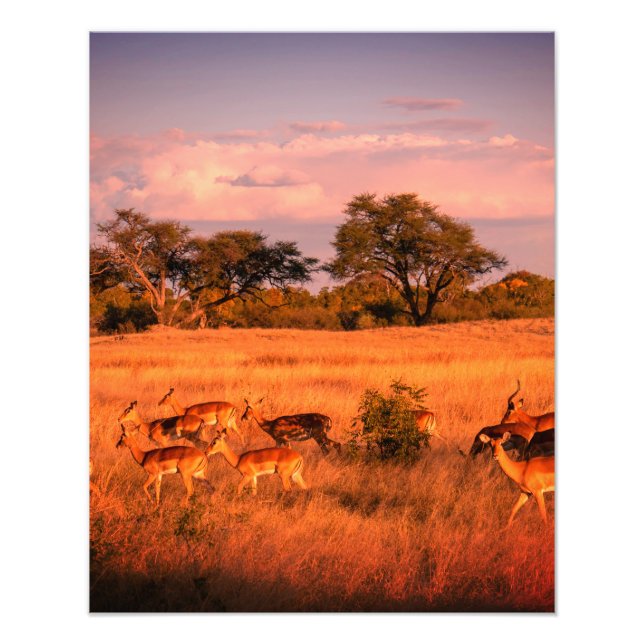 Foto Zimbabue: la naturaleza pura del poster del antílo (Frente)