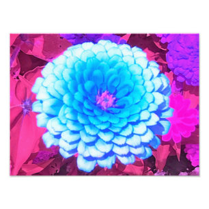 Foto Zinnia azul bonito en el jardín de verano morado