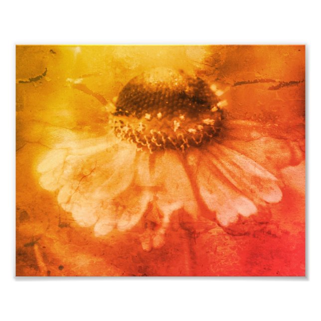Foto Zinnia Daisy Flower Sepia Vintage Distressed 8x10 (Frente)