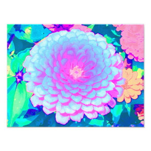 Foto Zinnia rosa y morada de bonito en el jardín de ver