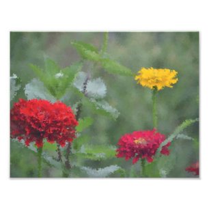Foto Zinnias impresionistas