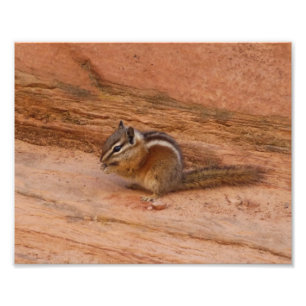 Foto Zion Chipmunk sobre las rocas rojas