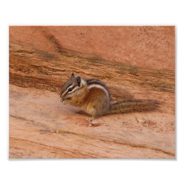Foto Zion Chipmunk sobre las rocas rojas (Frente)