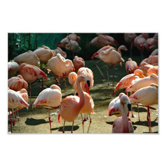 Foto Zoológico de Los Ángeles