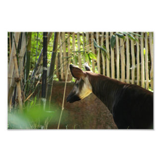 Foto Zoológico de Los Ángeles