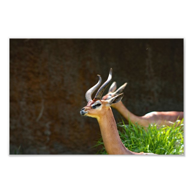 Foto Zoológico de Los Ángeles (Frente)