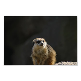 Foto Zoológico de Los Ángeles