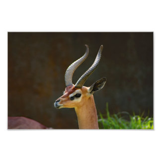 Foto Zoológico de Los Ángeles