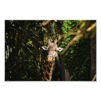 Foto Zoológico de Los Ángeles