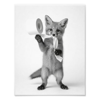 Foto Zorro Divertido Sosteniendo Papel Higiénico Fauna