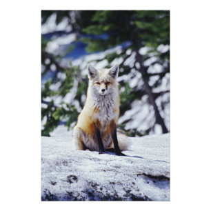 Foto Zorro rojo sentado en un banco de nieve, Vulpes, M