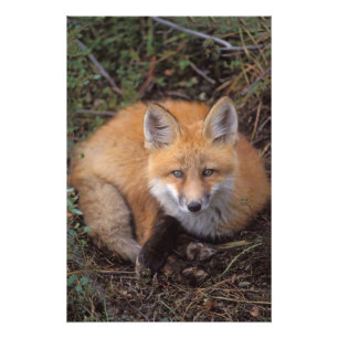 Foto zorro rojo, Vulpes vulpes, en colores de otoño