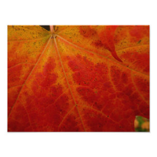Fotografía abstracta de la naturaleza otoñal de ho