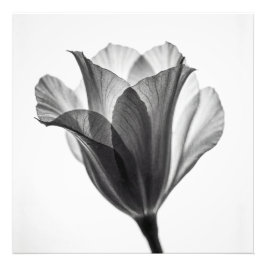 Fotografía artística botánica monocroma