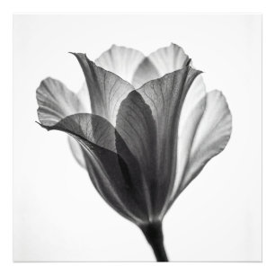 Fotografía artística botánica monocroma